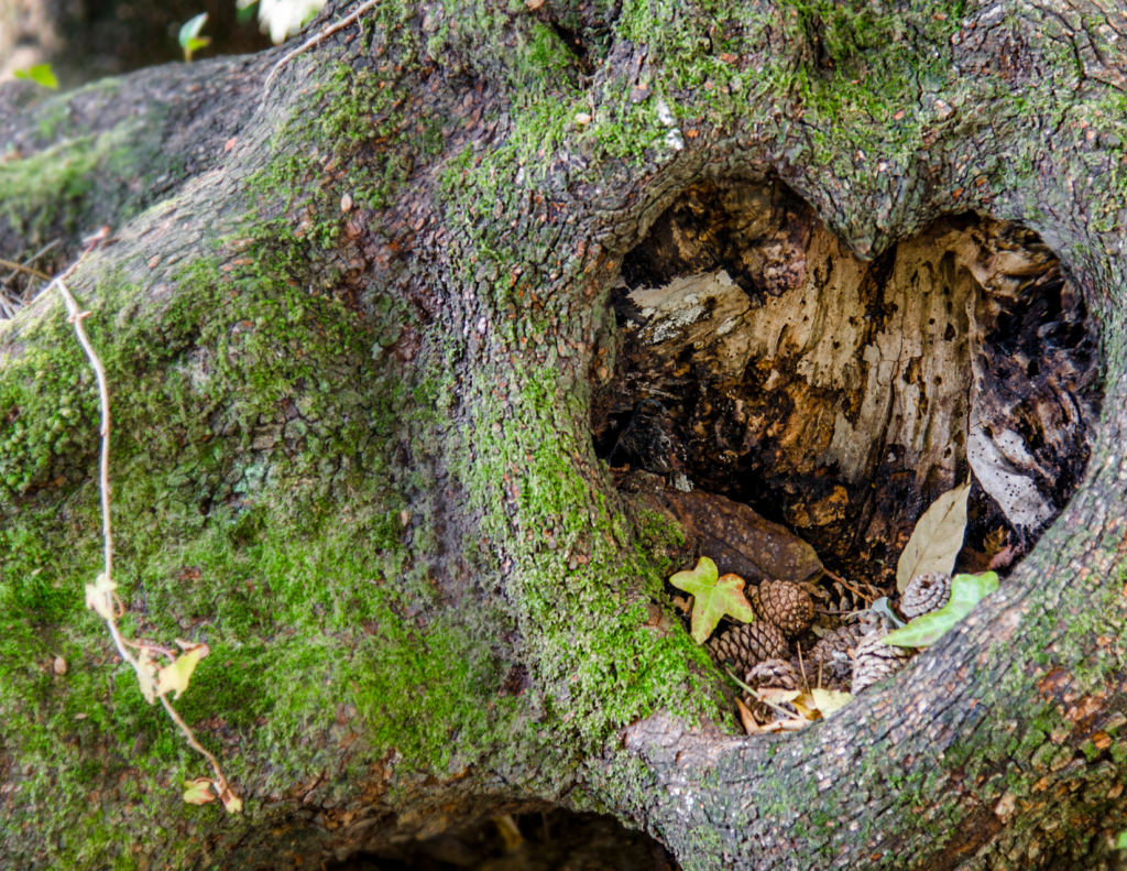 Heart-shaped tree hollow with moss, leaves, and pine cones, symbolizing nature's art and beauty in the forest.