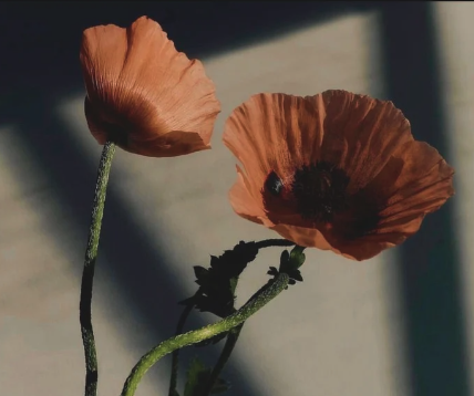 Two vibrant orange poppy flowers with detailed shadows against a soft, blurred background.
